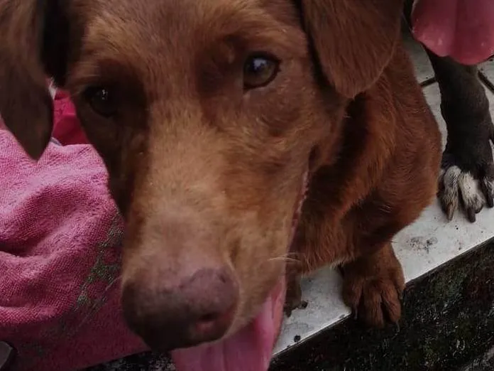 Cachorro ra a SRD-ViraLata idade 6 ou mais anos nome Scooby 