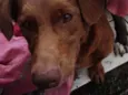 Scooby