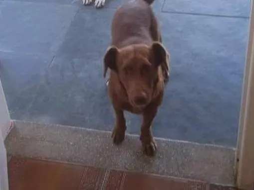Cachorro ra a SRD-ViraLata idade 6 ou mais anos nome Scooby 