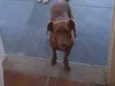 Scooby