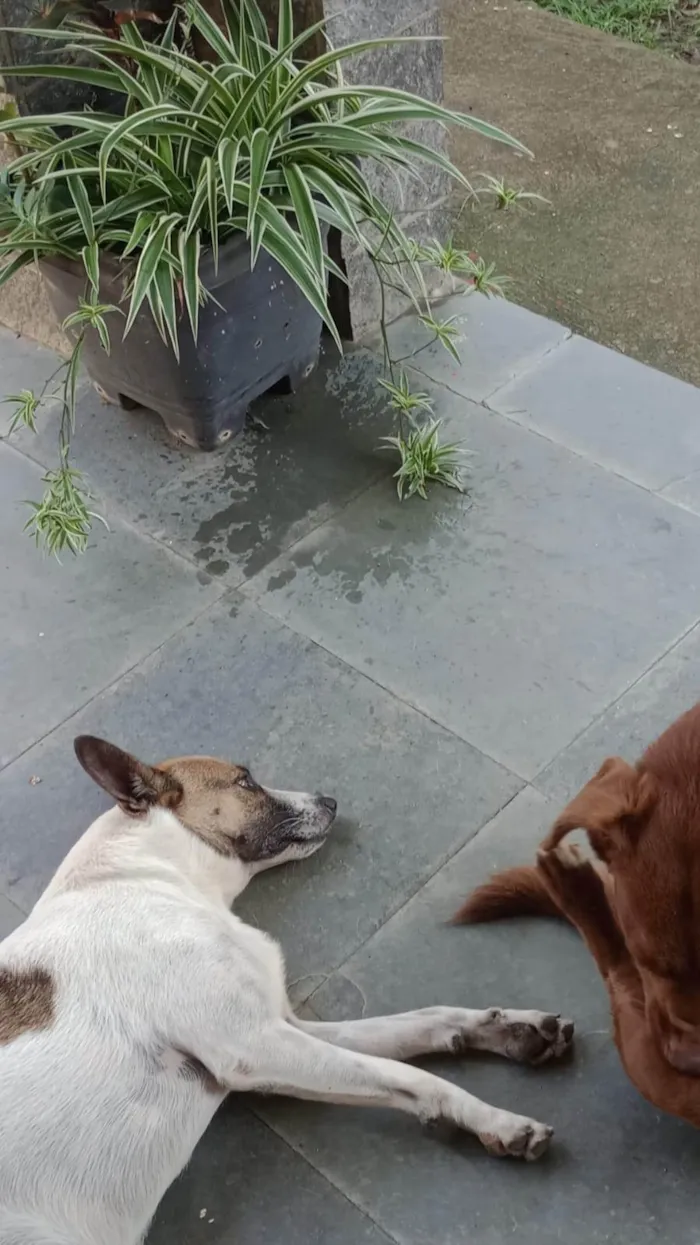Cachorro ra a SRD-ViraLata idade 6 ou mais anos nome Salsicha 