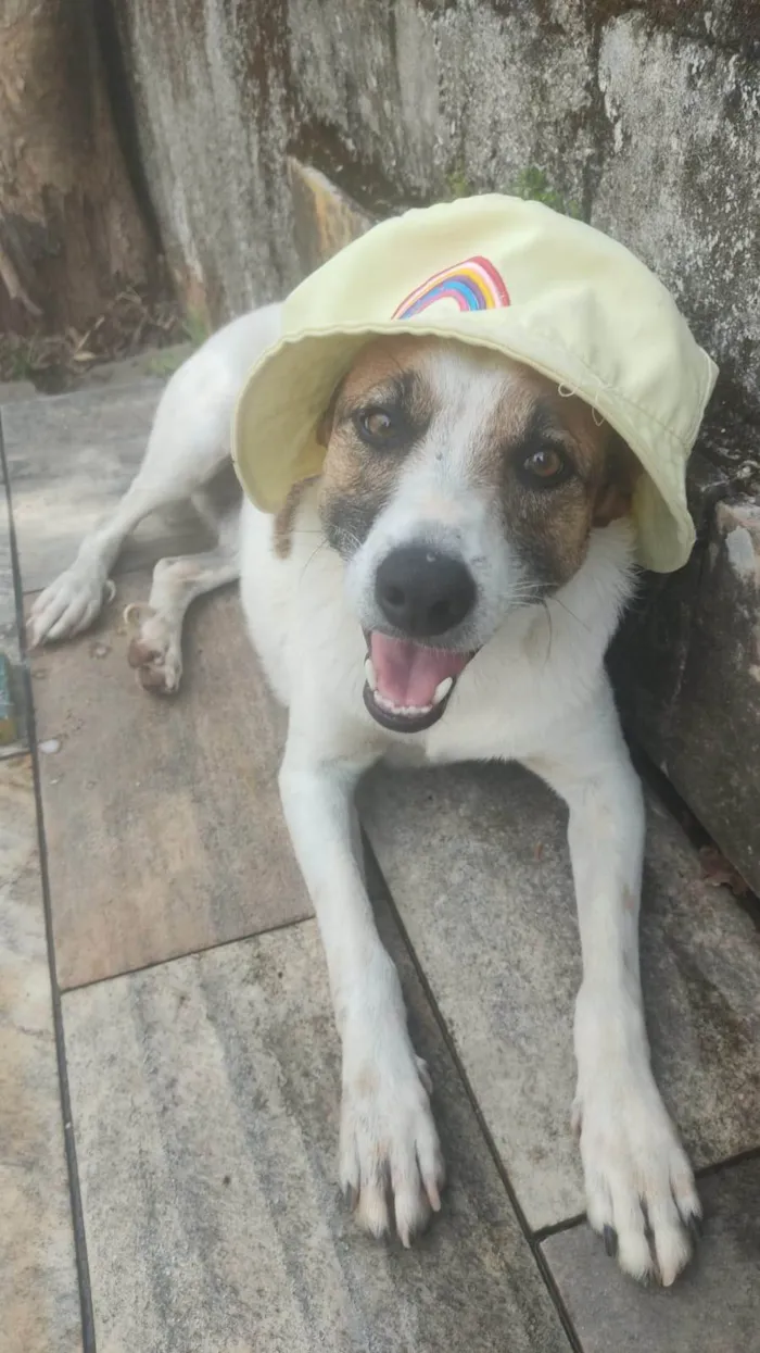 Cachorro ra a SRD-ViraLata idade 6 ou mais anos nome Salsicha 