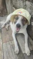 Salsicha