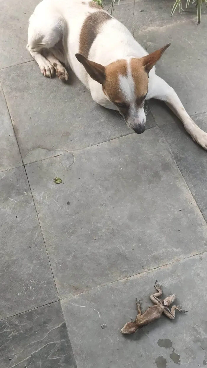 Cachorro ra a SRD-ViraLata idade 6 ou mais anos nome Salsicha 