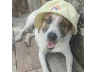 Cachorro raça SRD-ViraLata idade 6 ou mais anos nome Salsicha 