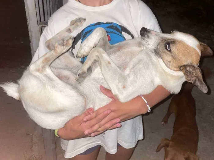 Cachorro ra a SRD-ViraLata idade 6 ou mais anos nome Salsicha 