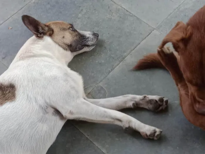 Cachorro ra a SRD-ViraLata idade 6 ou mais anos nome Salsicha 
