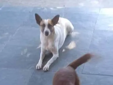 Cachorro ra a SRD-ViraLata idade 6 ou mais anos nome Salsicha 