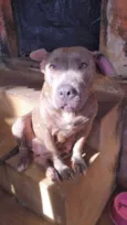 Bilu