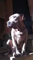 Bilu