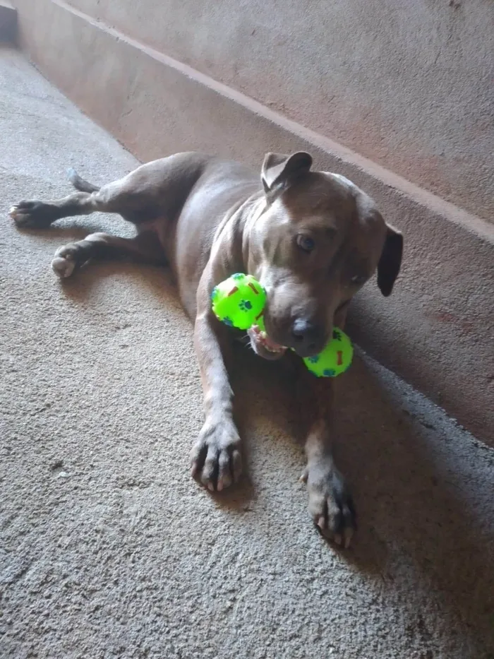 Cachorro ra a Pit-Bull idade 5 anos nome Bilu