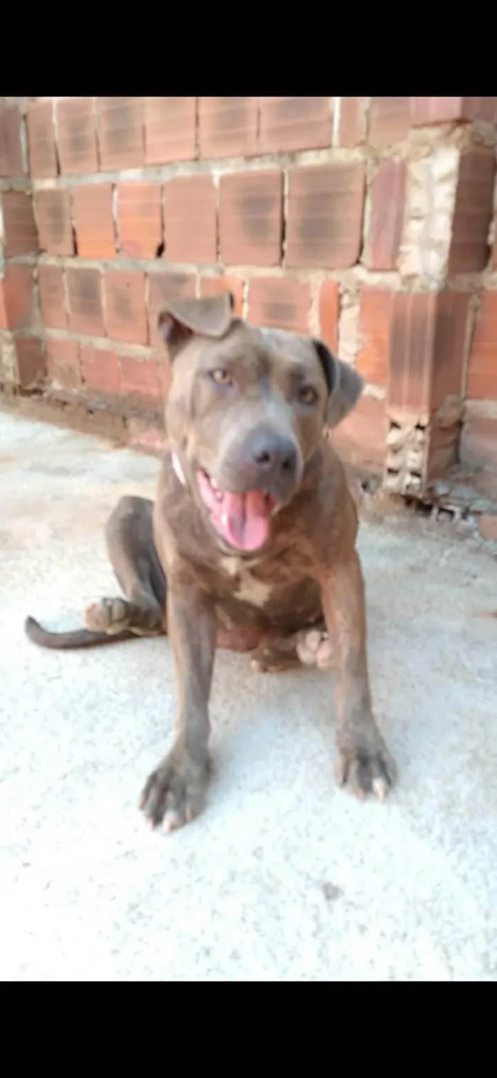 Cachorro ra a Pit-Bull idade 5 anos nome Bilu