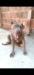 Bilu