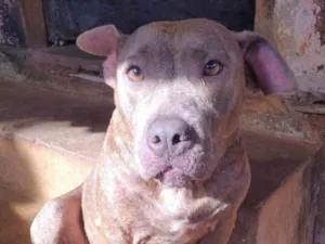 Cachorro raça Pit-Bull idade 5 anos nome Bilu