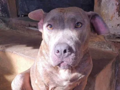 Cachorro raça Pit-Bull idade 5 anos nome Bilu
