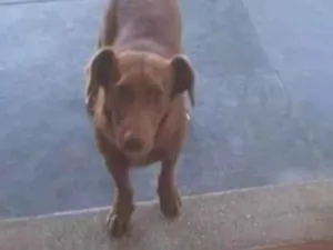 Cachorro raça SRD-ViraLata idade 6 ou mais anos nome Scooby 
