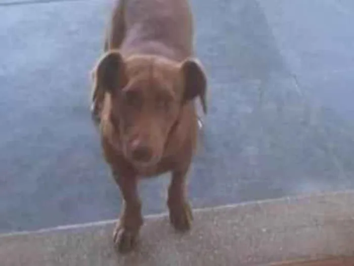 Cachorro ra a SRD-ViraLata idade 6 ou mais anos nome Scooby 