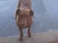 Scooby