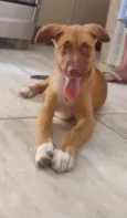 Chamamos ela de Bichinha