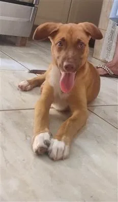 Cachorro raça SRD-ViraLata idade 7 a 11 meses nome Chamamos ela de Bichinha 
