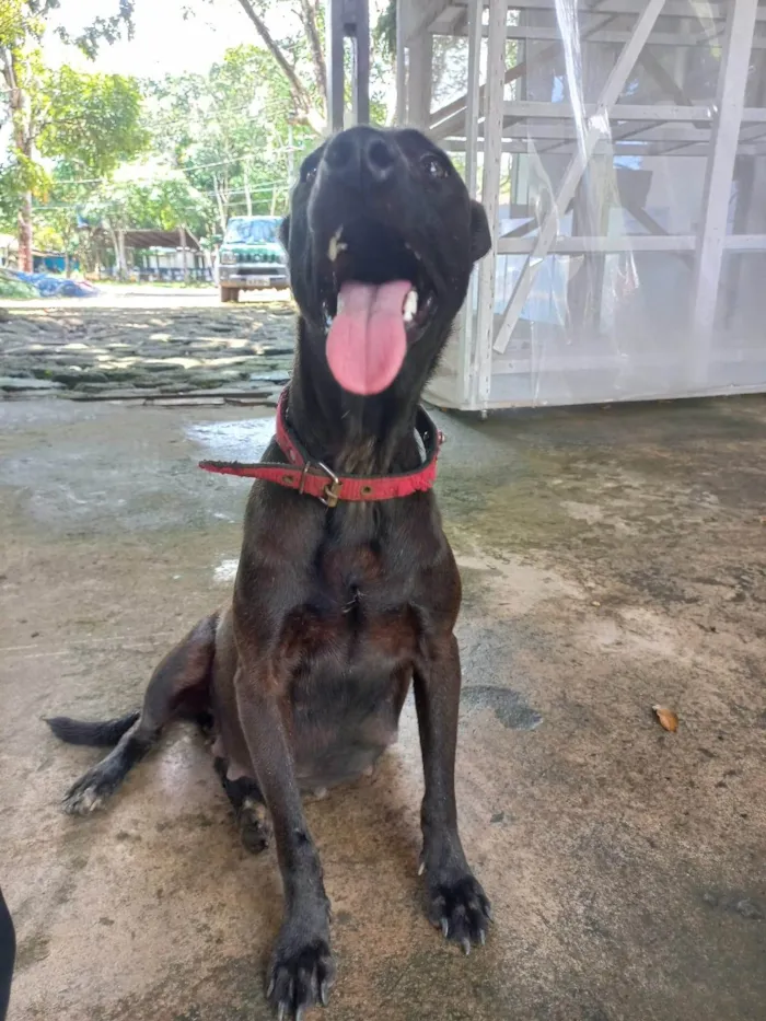 Cachorro ra a SRD-ViraLata idade 1 ano nome Não tem nome
