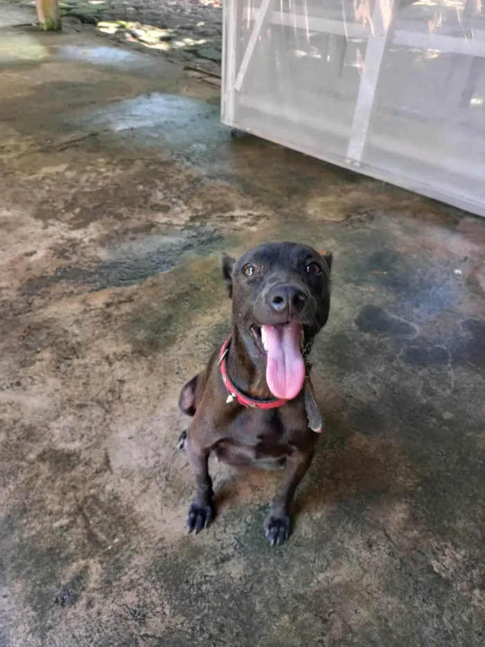 Cachorro ra a SRD-ViraLata idade 1 ano nome Não tem nome