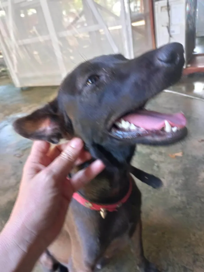 Cachorro ra a SRD-ViraLata idade 1 ano nome Não tem nome