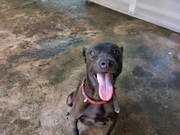 Cachorro ra a SRD-ViraLata idade 1 ano nome Não tem nome