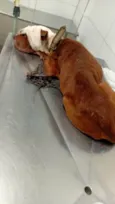 Esperança 