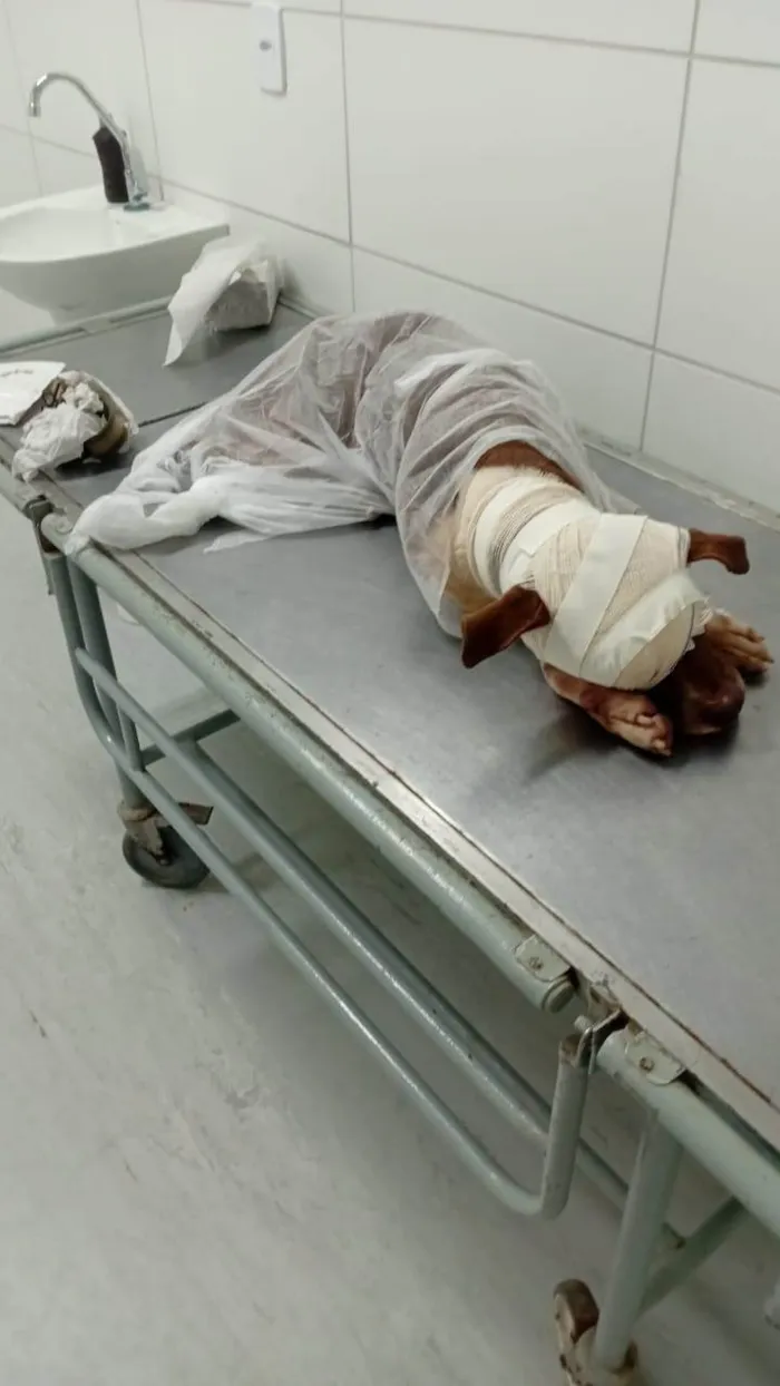 Cachorro ra a SRD-ViraLata idade 1 ano nome Esperança 
