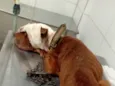 Esperança 