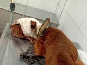 Cachorro raça SRD-ViraLata idade 1 ano nome Esperança 