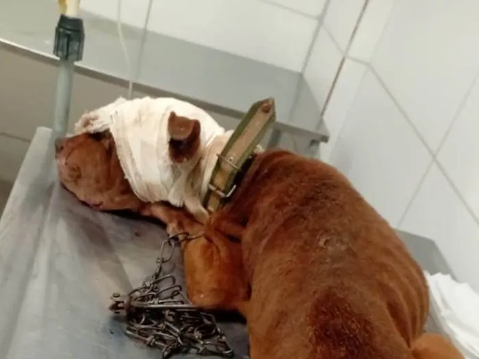 Cachorro ra a SRD-ViraLata idade 1 ano nome Esperança 