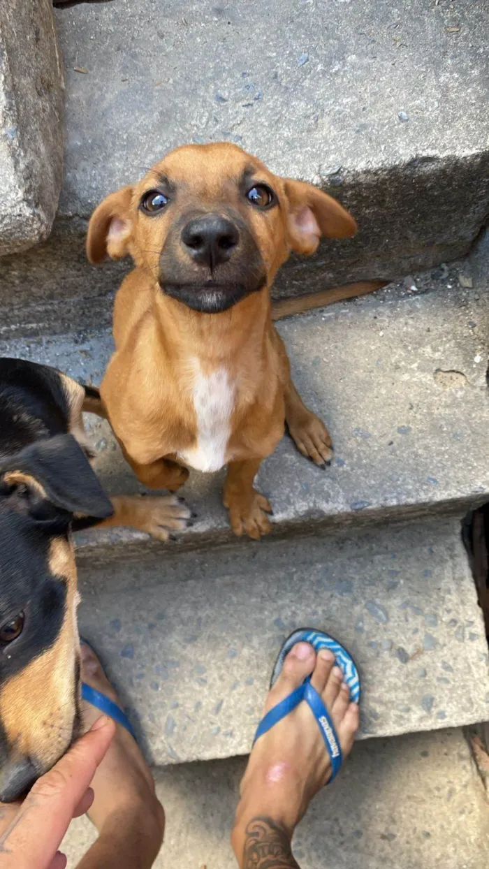 Cachorro ra a SRD-ViraLata idade 2 a 6 meses nome não tem nomes ainda 