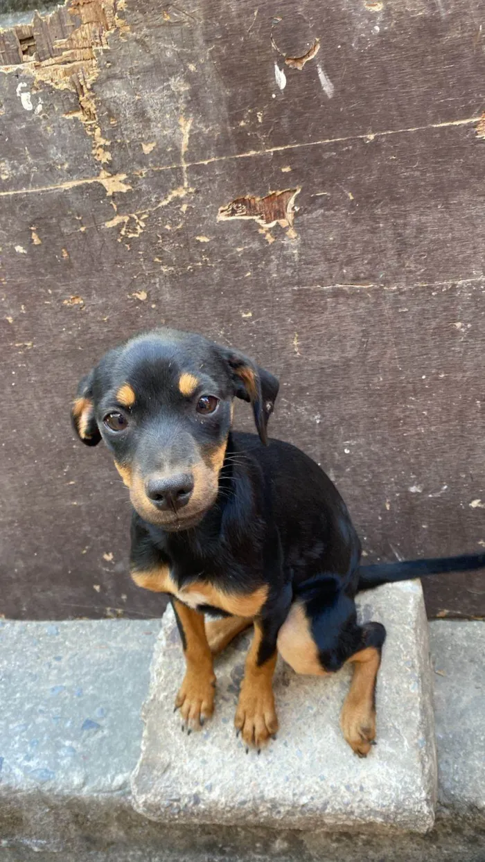 Cachorro ra a SRD-ViraLata idade 2 a 6 meses nome não tem nomes ainda 