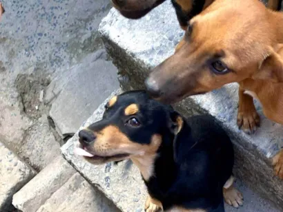 Cachorro raça SRD-ViraLata idade 2 a 6 meses nome não tem nomes ainda 
