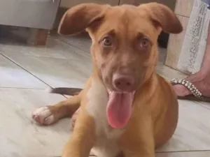 Cachorro raça SRD-ViraLata idade 7 a 11 meses nome Chamamos ela de Bichinha 