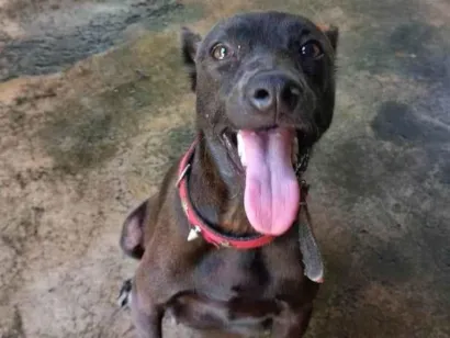 Cachorro raça SRD-ViraLata idade 1 ano nome Não tem nome
