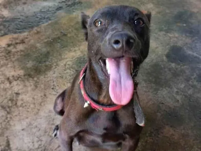 Cachorro ra a SRD-ViraLata idade 1 ano nome Não tem nome
