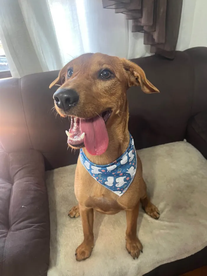 Cachorro ra a SRD-ViraLata idade 7 a 11 meses nome Scott 