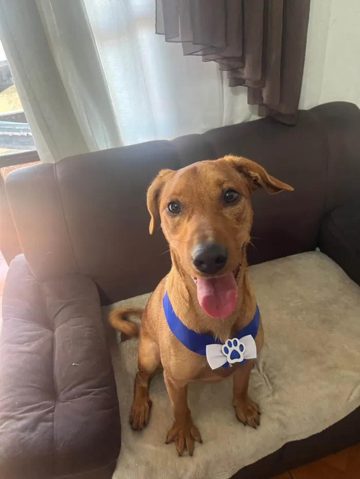 Cachorro ra a SRD-ViraLata idade 7 a 11 meses nome Scott 
