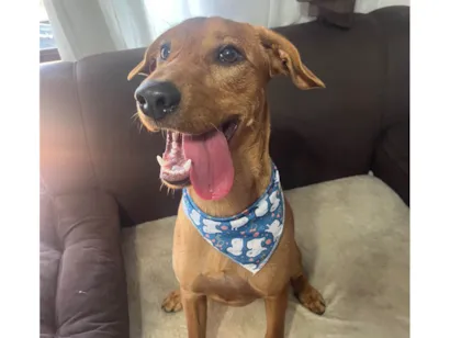 Cachorro raça SRD-ViraLata idade 7 a 11 meses nome Scott 