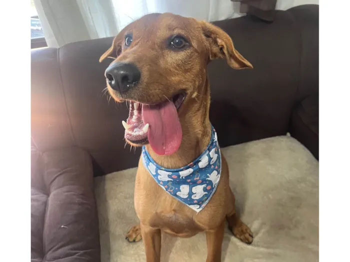 Cachorro ra a SRD-ViraLata idade 7 a 11 meses nome Scott 