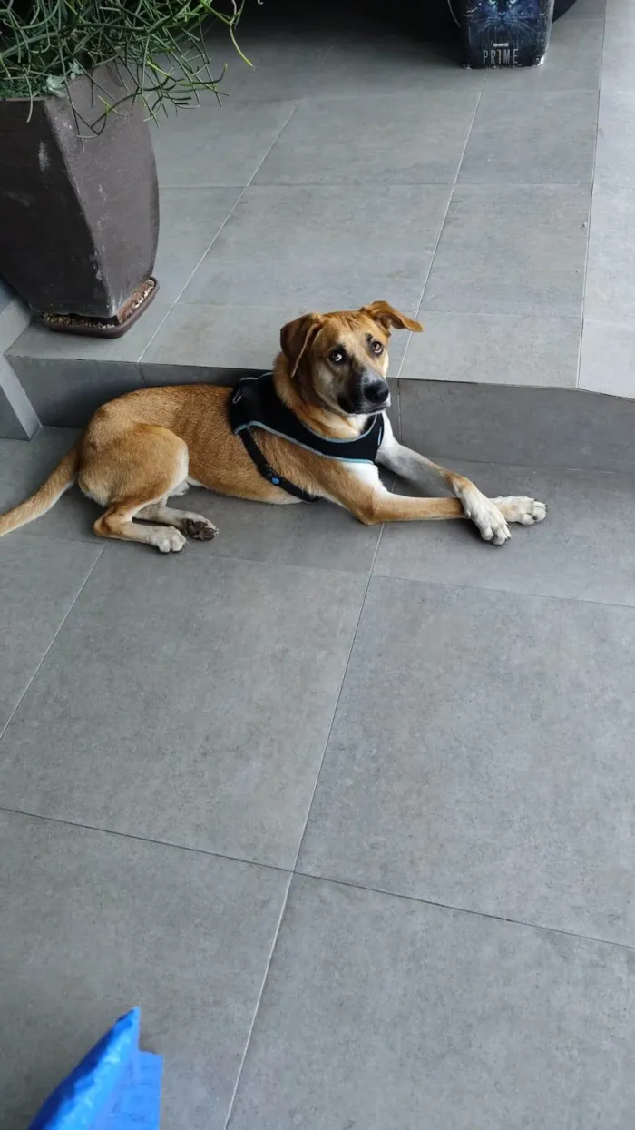 Cachorro ra a SRD-ViraLata idade 2 anos nome Bernoulli