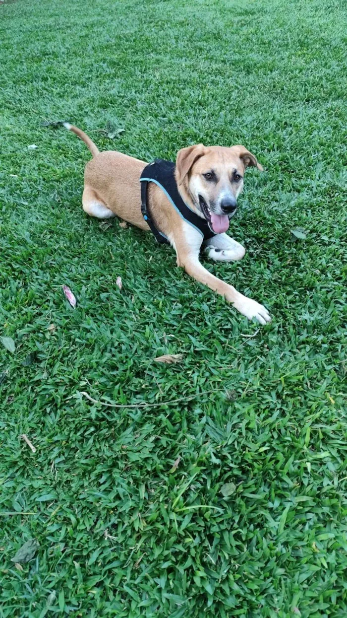 Cachorro ra a SRD-ViraLata idade 2 anos nome Bernoulli