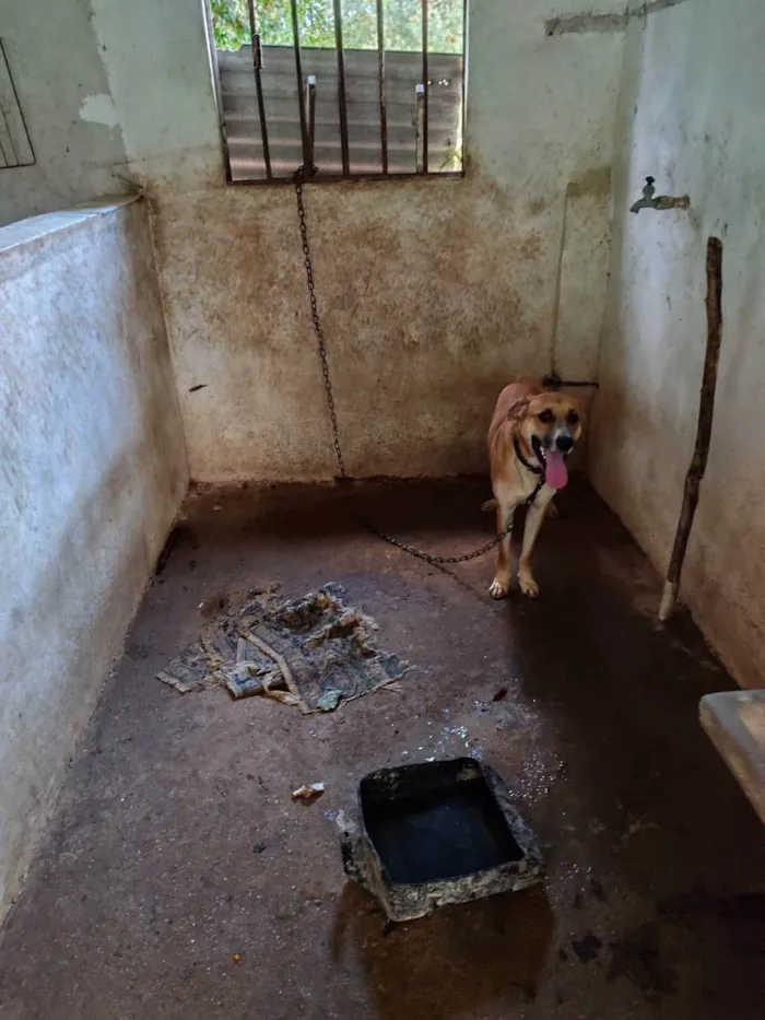 Cachorro ra a SRD-ViraLata idade 2 anos nome Bernoulli