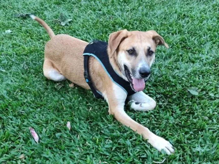 Cachorro ra a SRD-ViraLata idade 2 anos nome Bernoulli