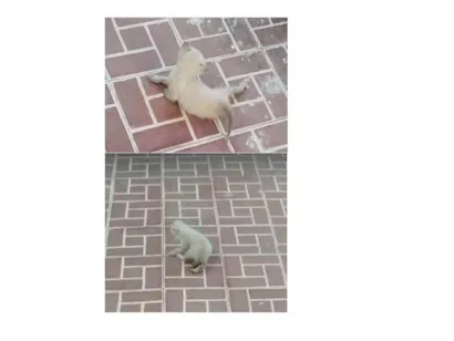 Gato raça SRD-ViraLata idade 2 a 6 meses nome DOAÇÃO DE FILHOTINHOS DE GATO
