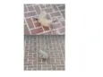 DOAÇÃO DE FILHOTINHOS DE GATO
