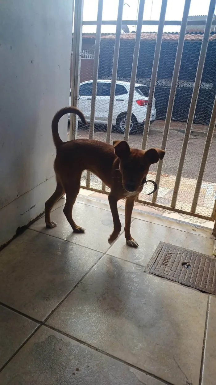 Cachorro ra a SRD-ViraLata idade 2 a 6 meses nome Melissa